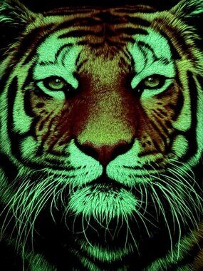Rock Eagle Glow in the Dark Shirt Mens Small Black Tiger Double Side Full Face